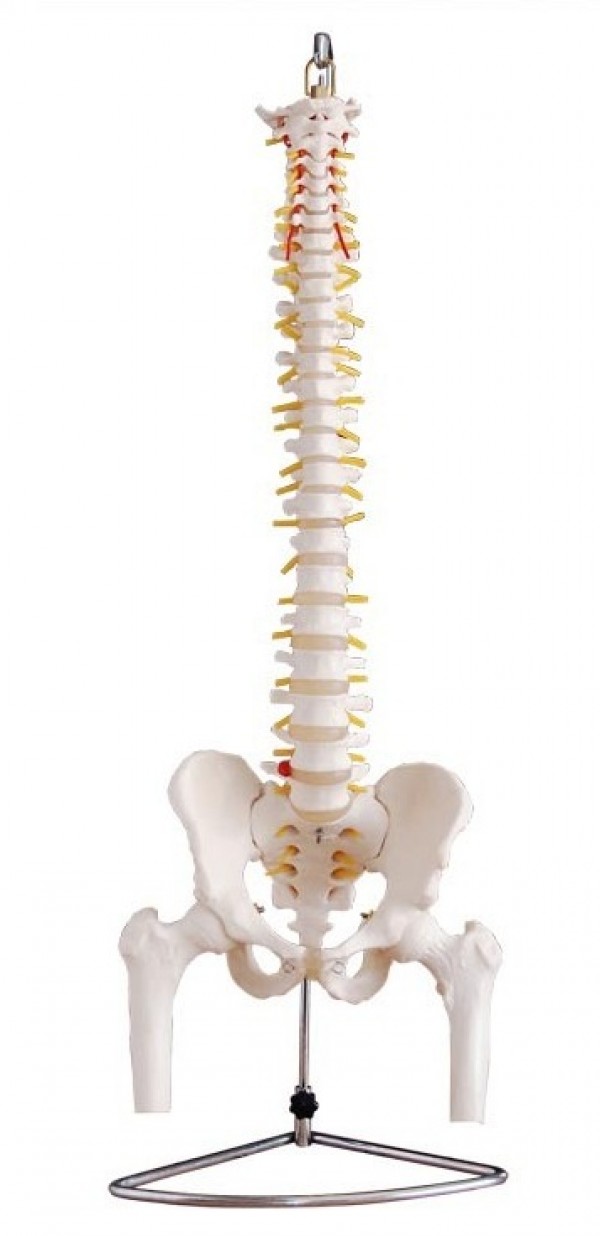 Life-Size Spine Model