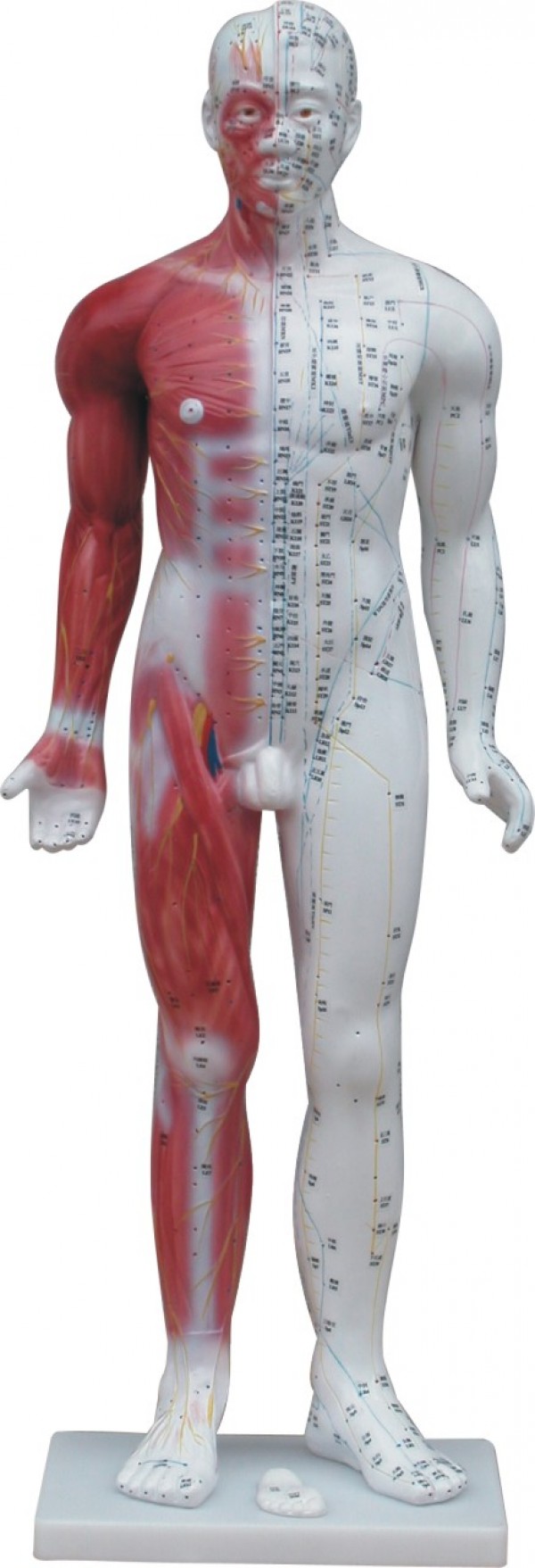 33" Deluxe Human Model