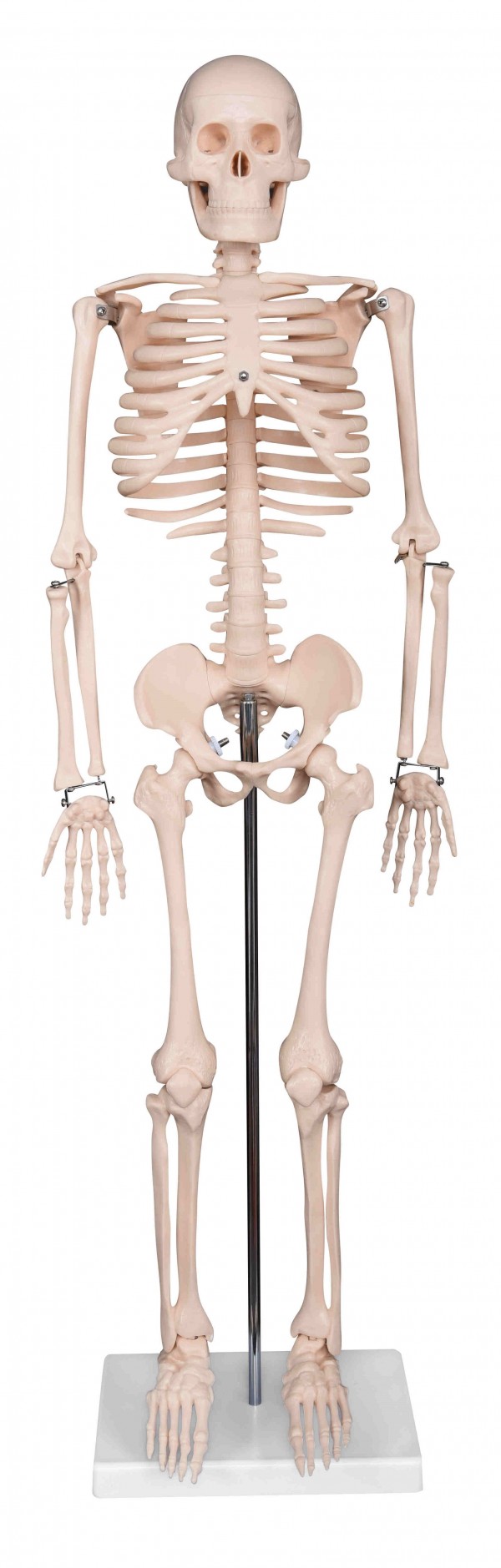  SKELETON  33.5"(85cm) Height with STAND