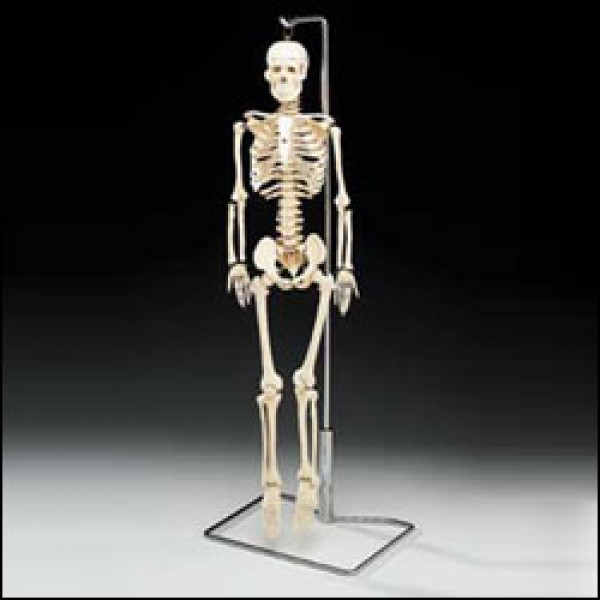 Flexible Mr. Thrifty™ Skeleton With Spinal Nerves