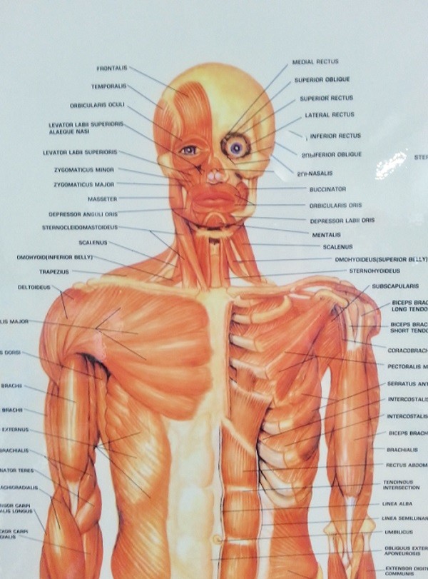 Muscular System Face plus upper body