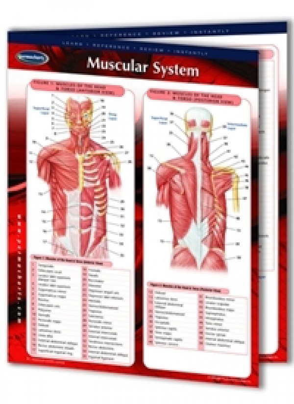 Muscular System