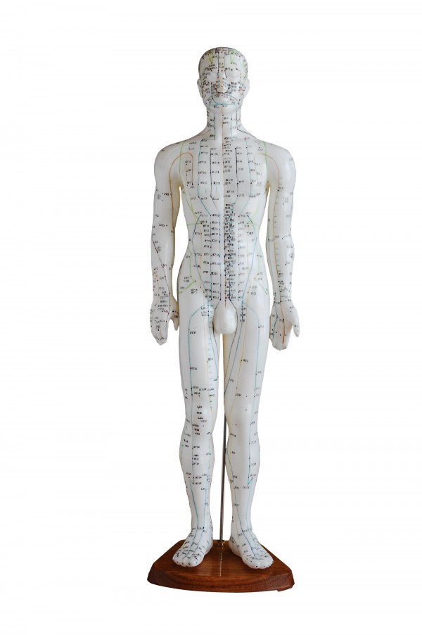 24" Human Male Model