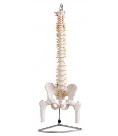 Life-Size Spine Model