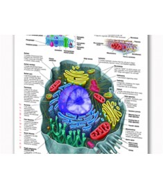 Cellular Anatomy