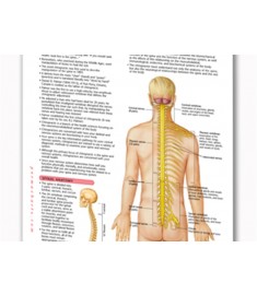 Chiropractic