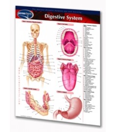 Digestive System