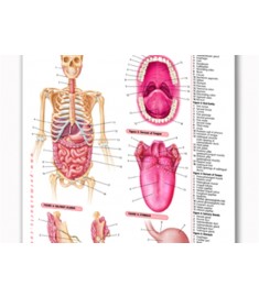 Digestive System