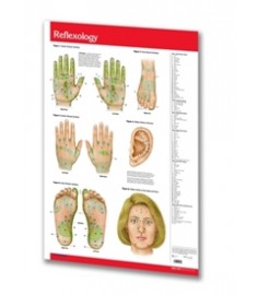 Acupuncture / Reflexology - Poster Size