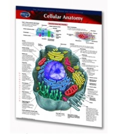 Cellular Anatomy