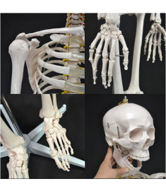 LIFE-SIZE SKELETON 71"(180cm) INCLUDING STAND