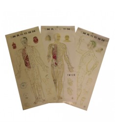Body Acupuncture Wall Chart Set