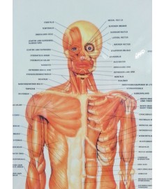 Muscular System Complete 600