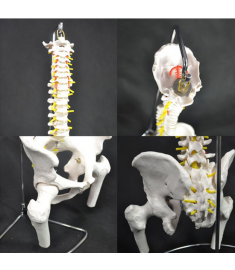 Life-Size Spine Model