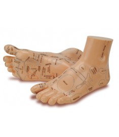 Foot Reflex Model Set(Chinese & English)