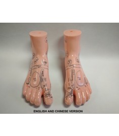 Foot Reflex Model Set(Chinese & English)