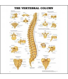 The Vertebral Column Anatomical Chart