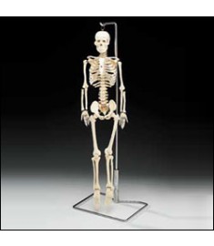 Flexible Mr. Thrifty™ Skeleton With Spinal Nerves