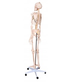 LIFE-SIZE SKELETON 71"(180cm) INCLUDING STAND