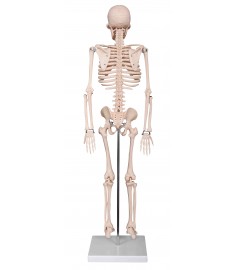  SKELETON  33.5"(85cm) Height with STAND
