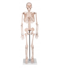  SKELETON  33.5"(85cm) Height with STAND