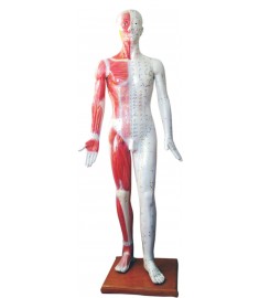 70" Deluxe Human Male Model