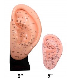 Ear Models