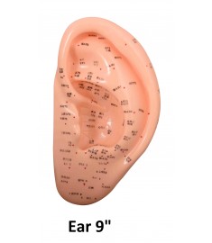 Ear Models