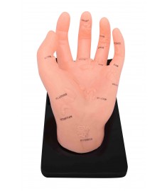 Hand Model Illustrating Organs on the Points