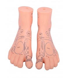 Foot Reflex Model Set(English)