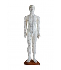 24" Human Male Model