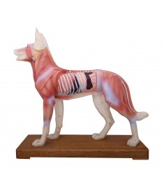 Dog Model