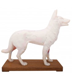 Dog Model