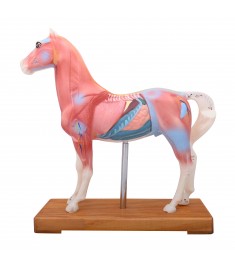 Horse Model