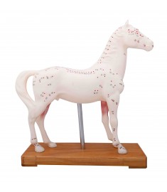 Horse Model