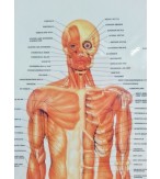 Muscular System Face plus upper body