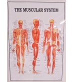 Muscular System Complete 600