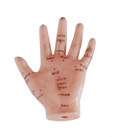 Hand Model